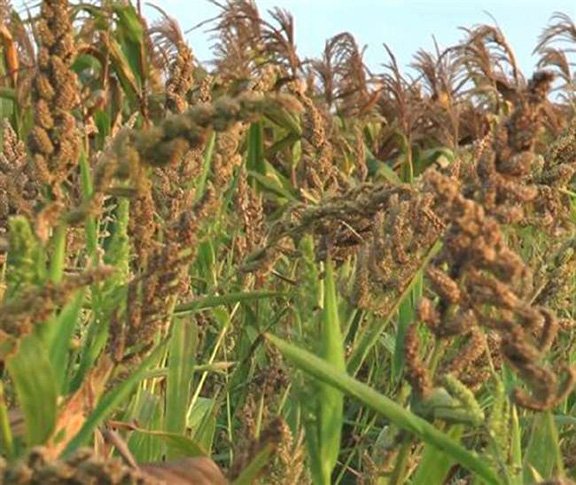 कोदो-कुटकी एवं रागी के मूल्य संवर्धन कार्य से किसानों को मिलेगा अच्छा लाभ