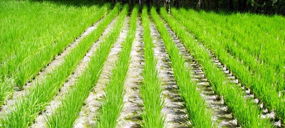 धान की रोपा पद्धति एवं श्रीपद्धति से रोपाई