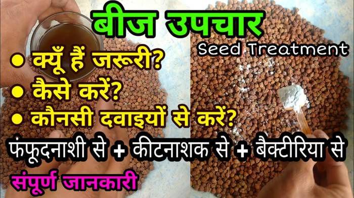 बोआई से पहले करें बीजों का उपचार