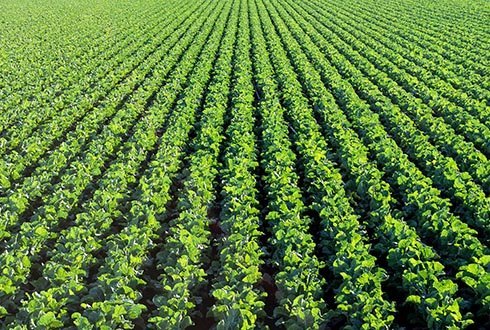 फसल उत्पादन के लिए किसानों को मिलेगा आर्थिक सहयोग