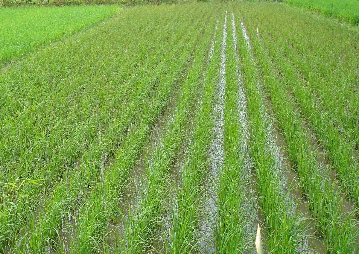 धान की आधुनिक तकनीक