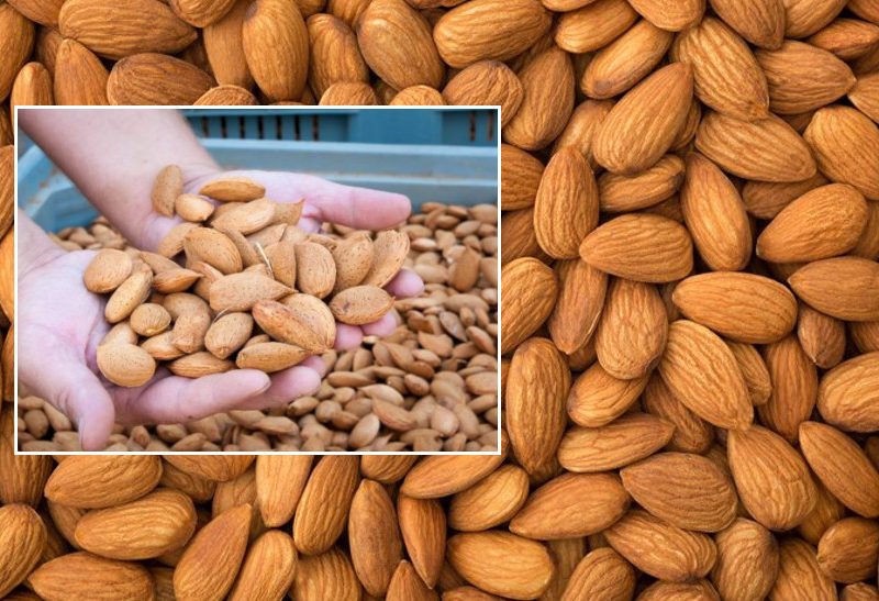 बादाम की खेती