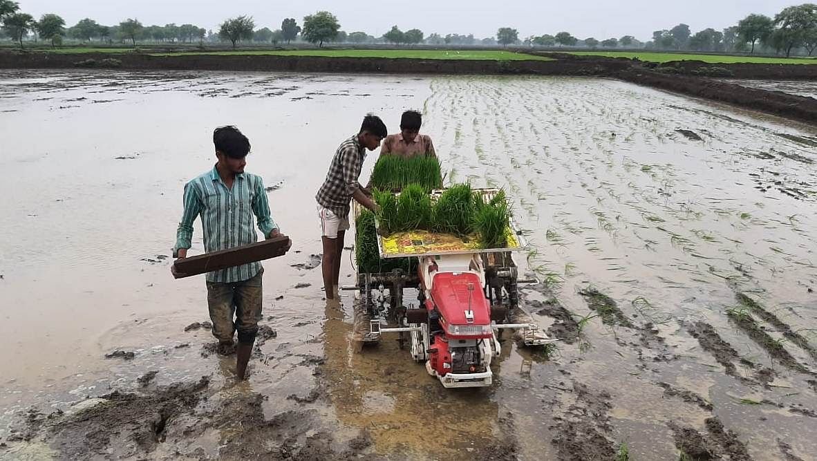 पैडी ट्रांसप्लॉटर मशीन से धान की रोपाई की ओर बढ़ रहा किसानों का रूझान