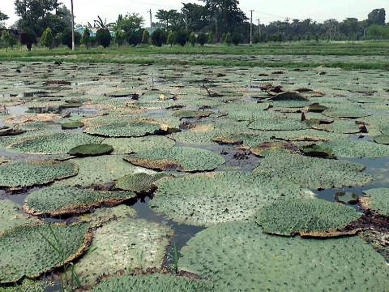 मखाने की खेती