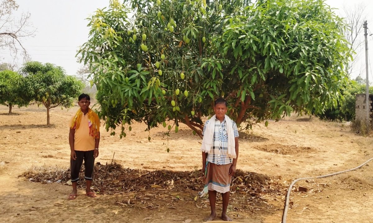 खेतों में आम के पेड़ों के बीच किसानों ने लगाई सब्जियां