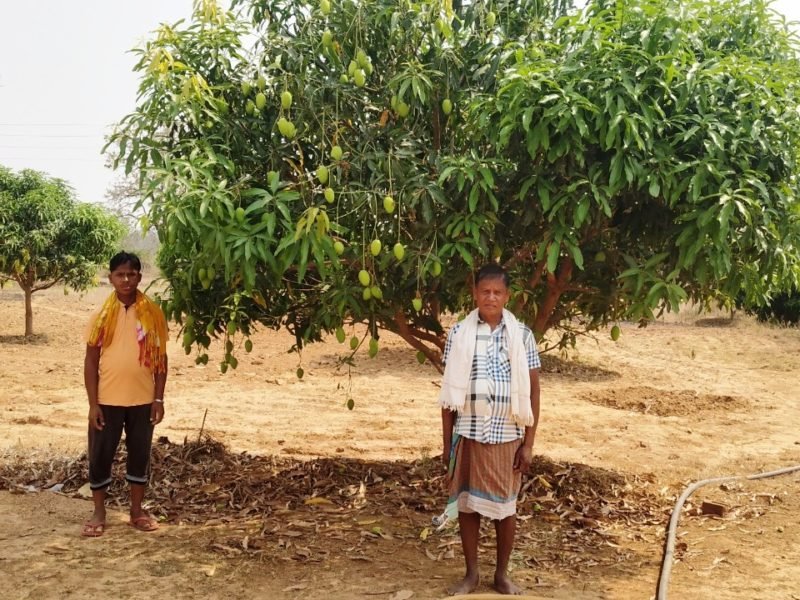 खेतों में आम के पेड़ों के बीच किसानों ने लगाई सब्जियां