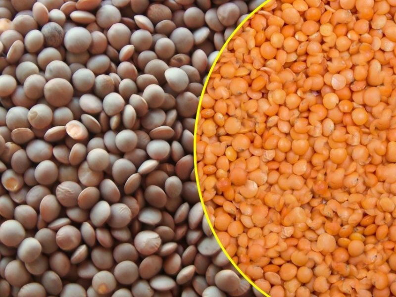 मसूर की खेती