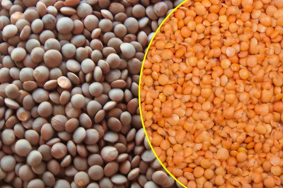 मसूर की खेती