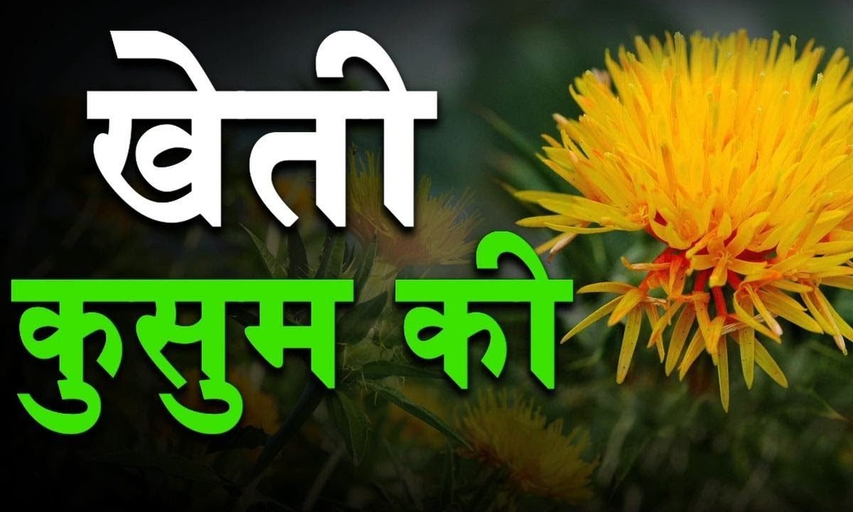 कुसुम की खेती