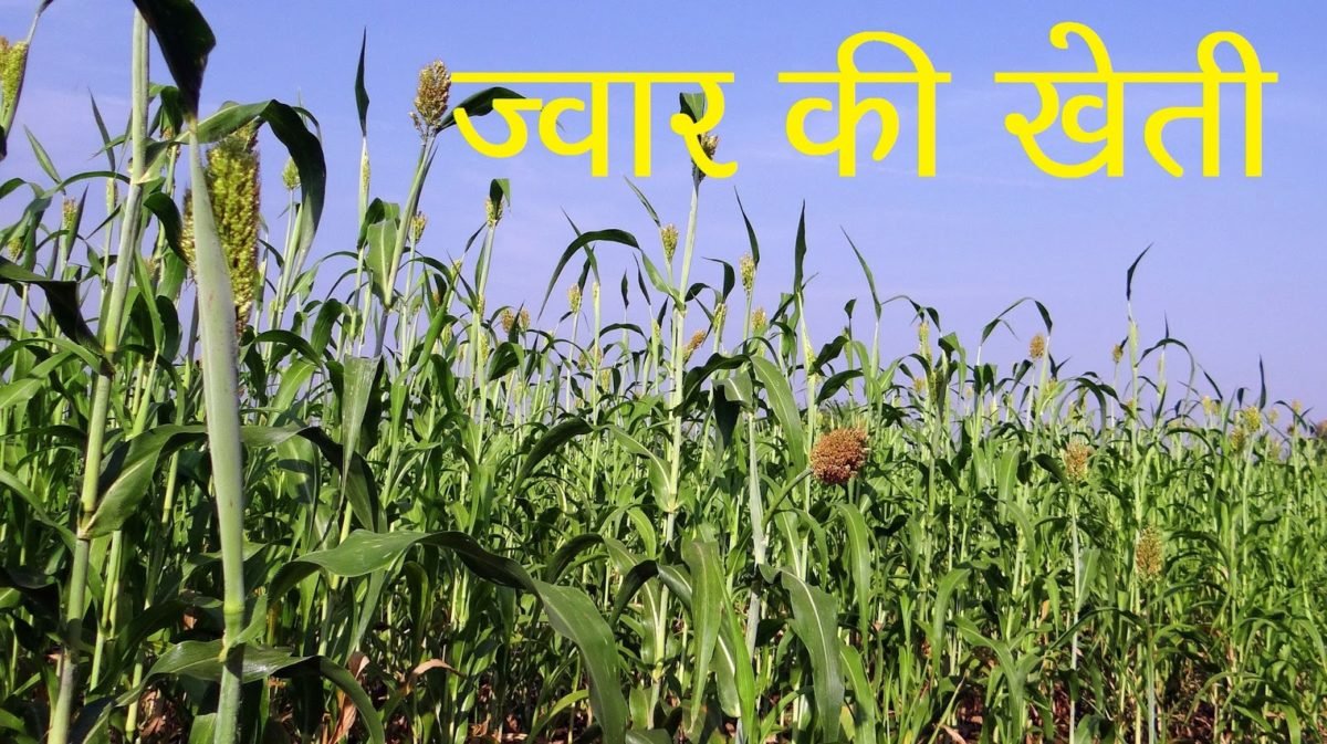 ज्वार खेती