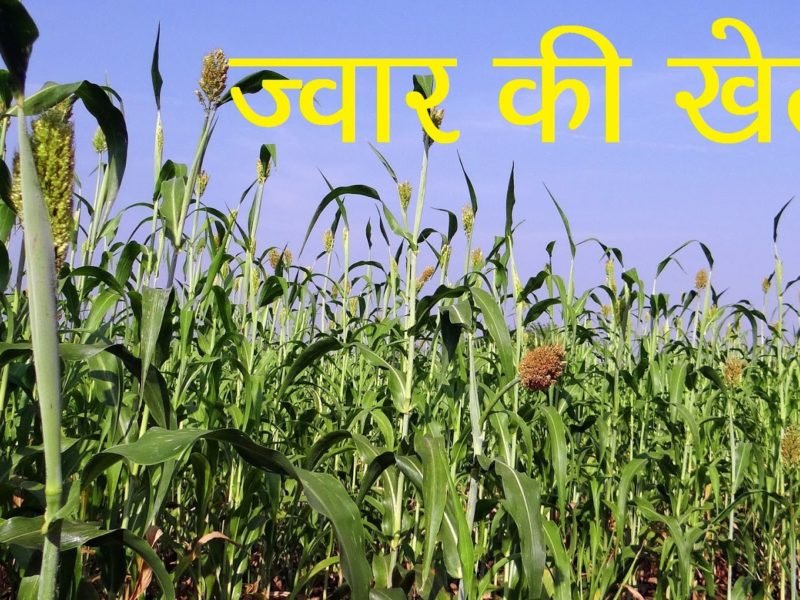 ज्वार खेती