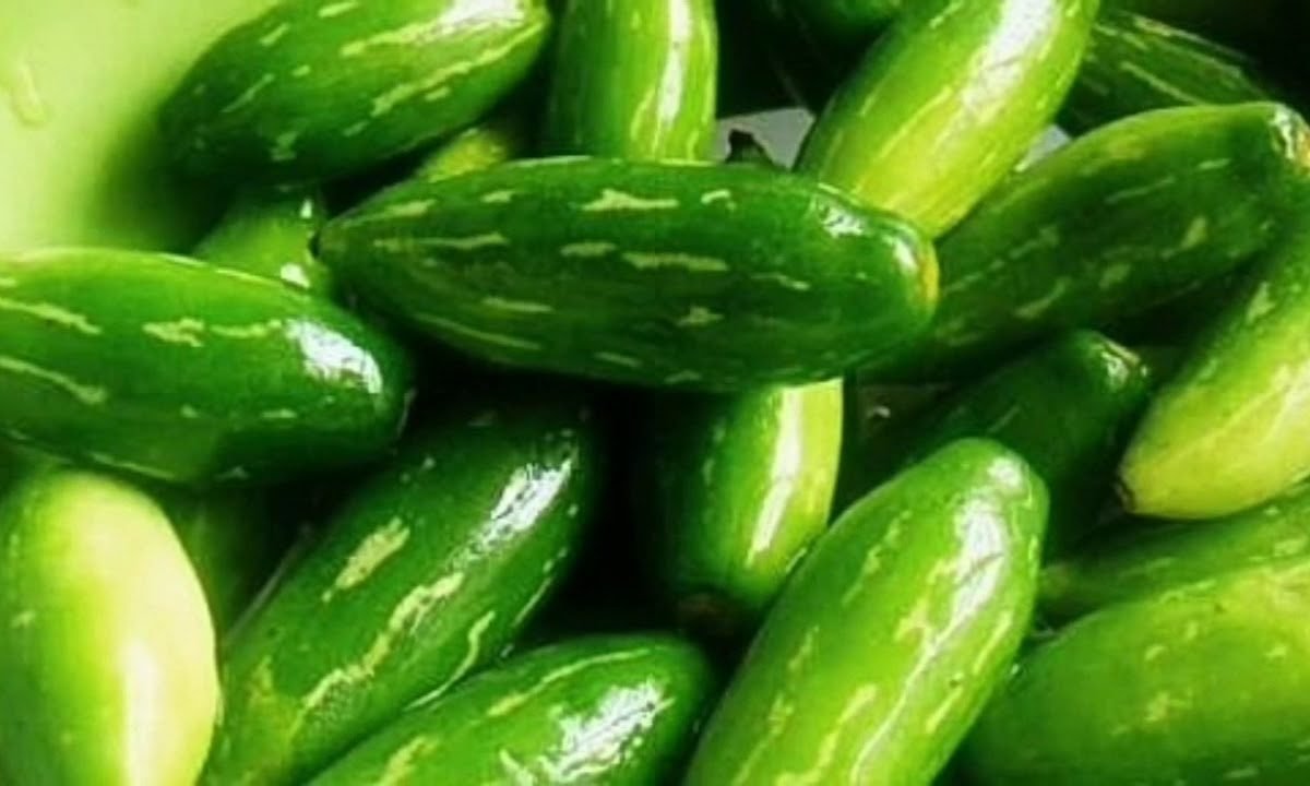 कुंदरू की खेती