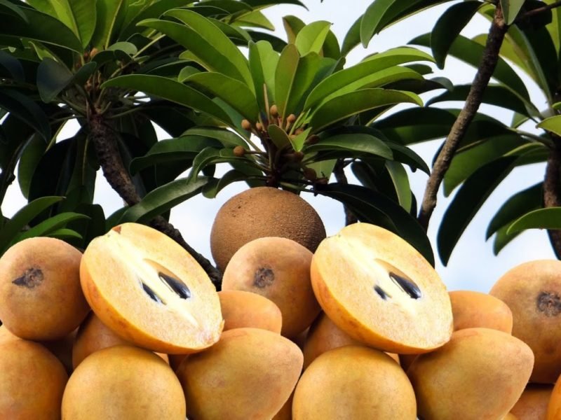 चीकू की खेती