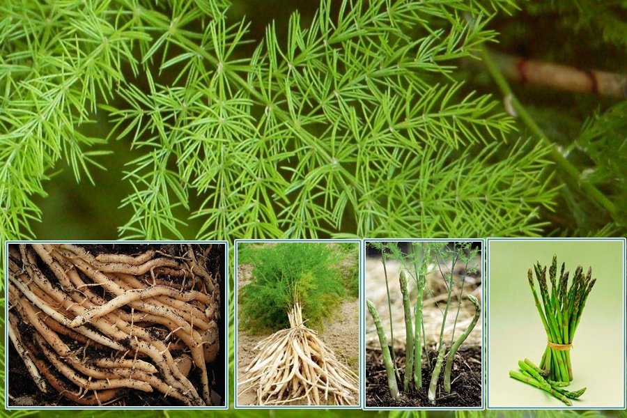 शतावरी की खेती