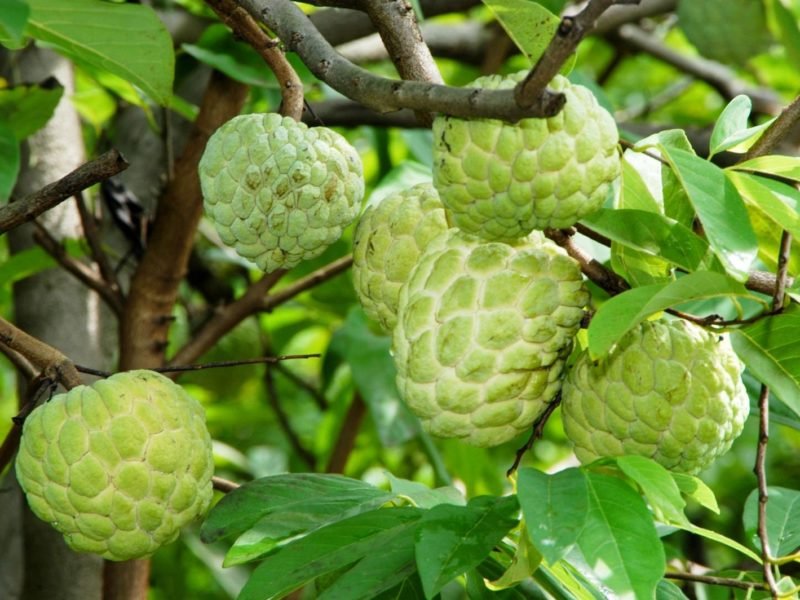 सीताफल की खेती