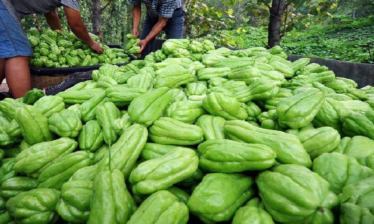 चायोट की खेती और व्यापारिक लाभ