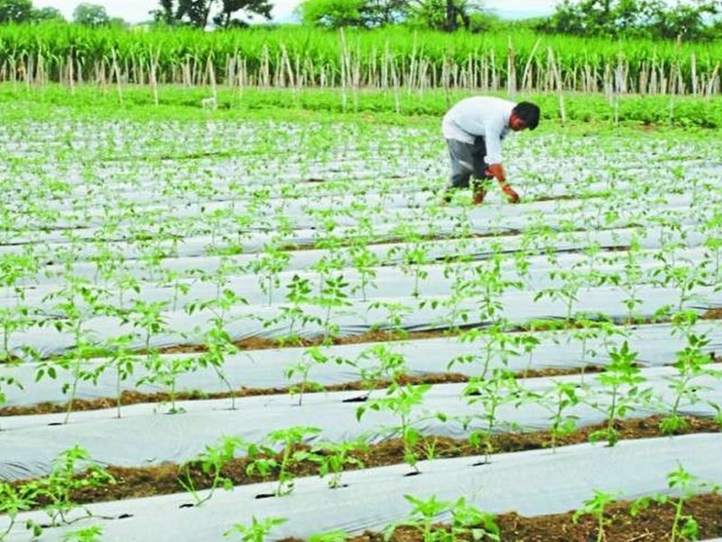 खेती की मल्चिंग विधि