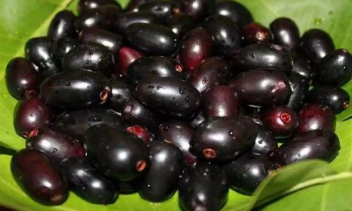 जामुन की खेती