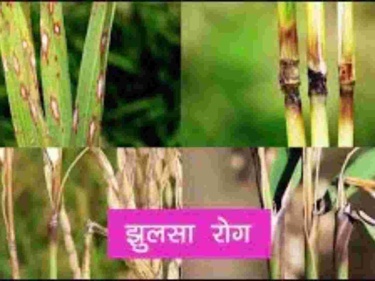 झुलसा, ब्लास्ट, तना छेदक