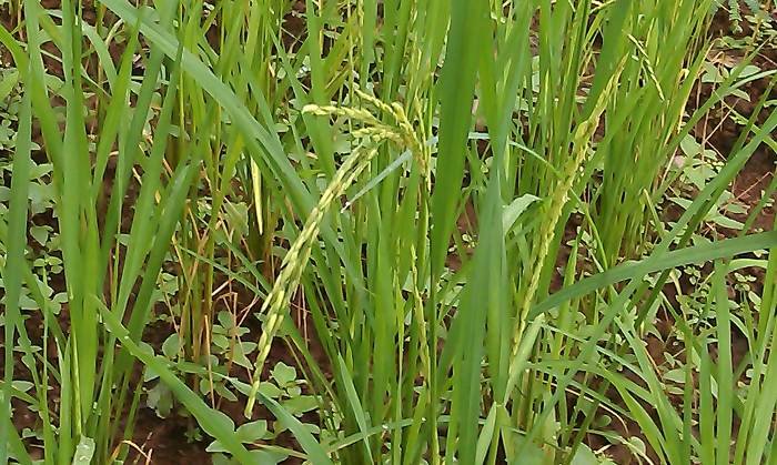 धान में बालियां आने के समय