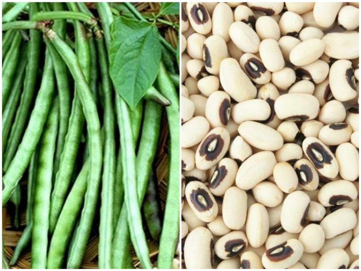 बरबट्टी की खेती