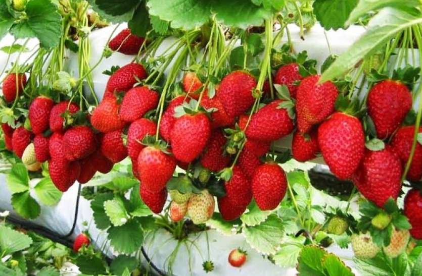 स्ट्रॉबेरी की खेती