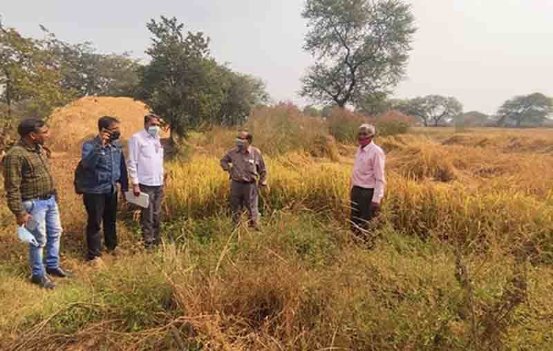 जैविक और रासायनिक खाद से लगाई फसल