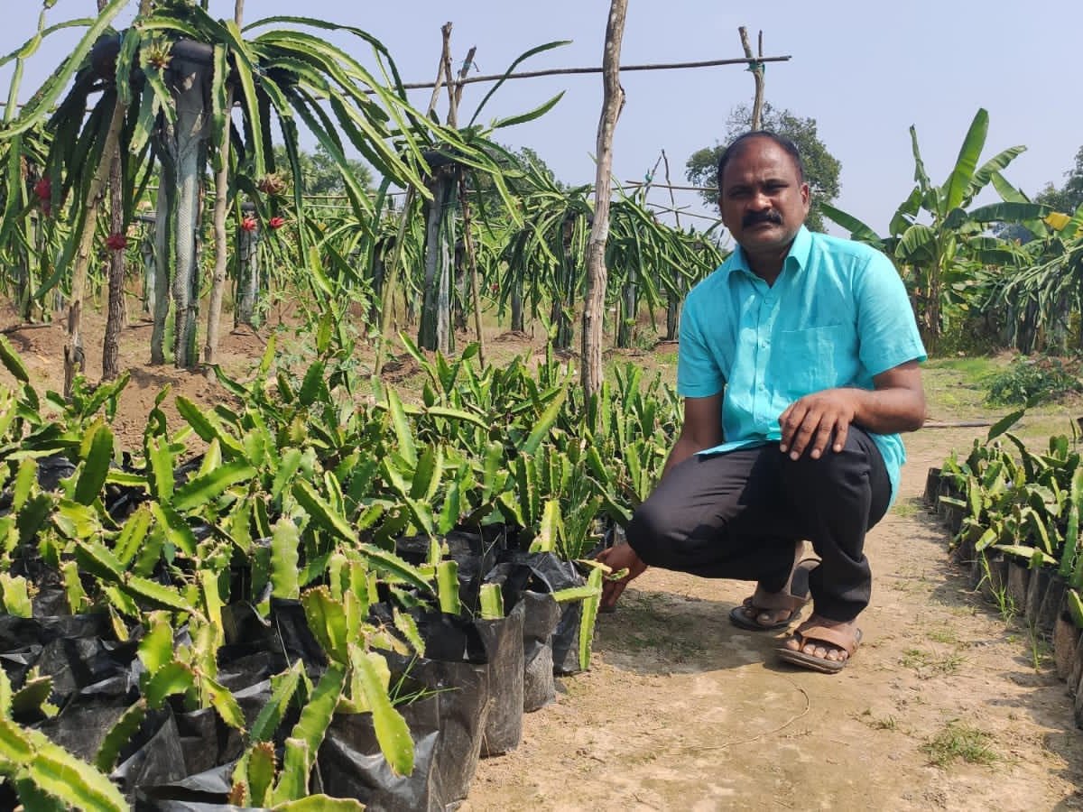 ड्रैगन फ्रूट की खेती कर लाखों कमा रहे किसान