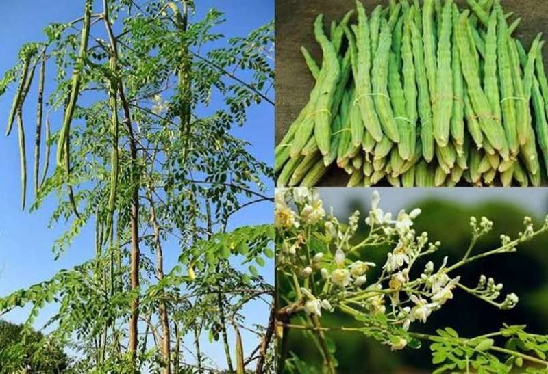 मुनगा की पत्तियों ने बढ़ाई आदमनी....हो रहा ऐसा उपयोग