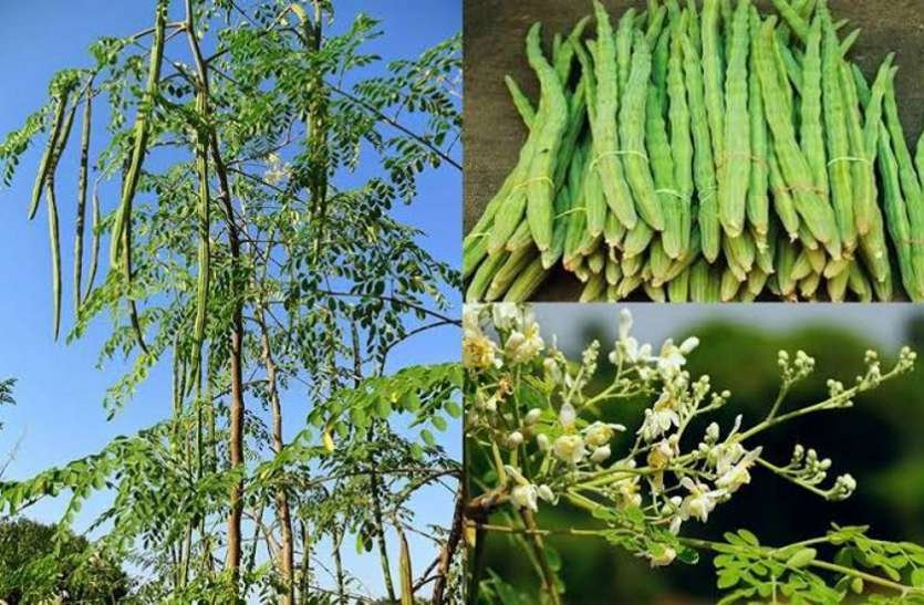 मुनगा की पत्तियों ने बढ़ाई आदमनी....हो रहा ऐसा उपयोग