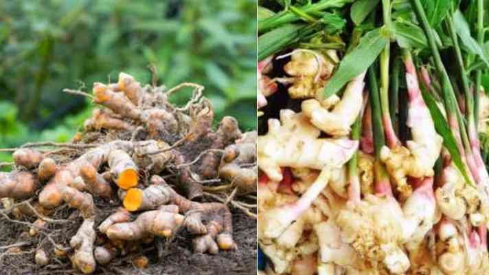 हल्दी-अदरक की खेती