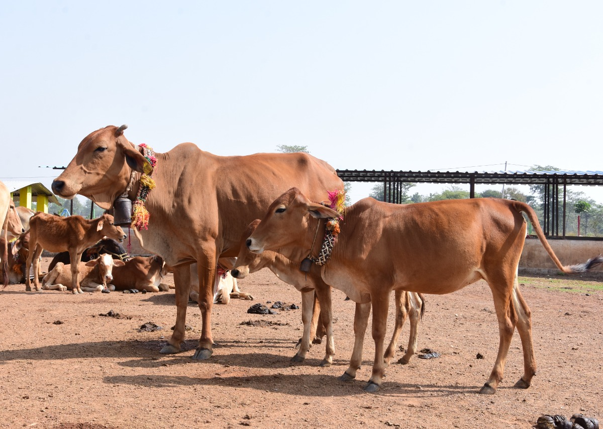 साहीवाल-गिर प्रजाति की गाय