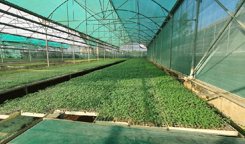 जानिए प्लग टाईप वेजीटेबल सीडलिंग प्रोडक्शन यूनिट के बारे में