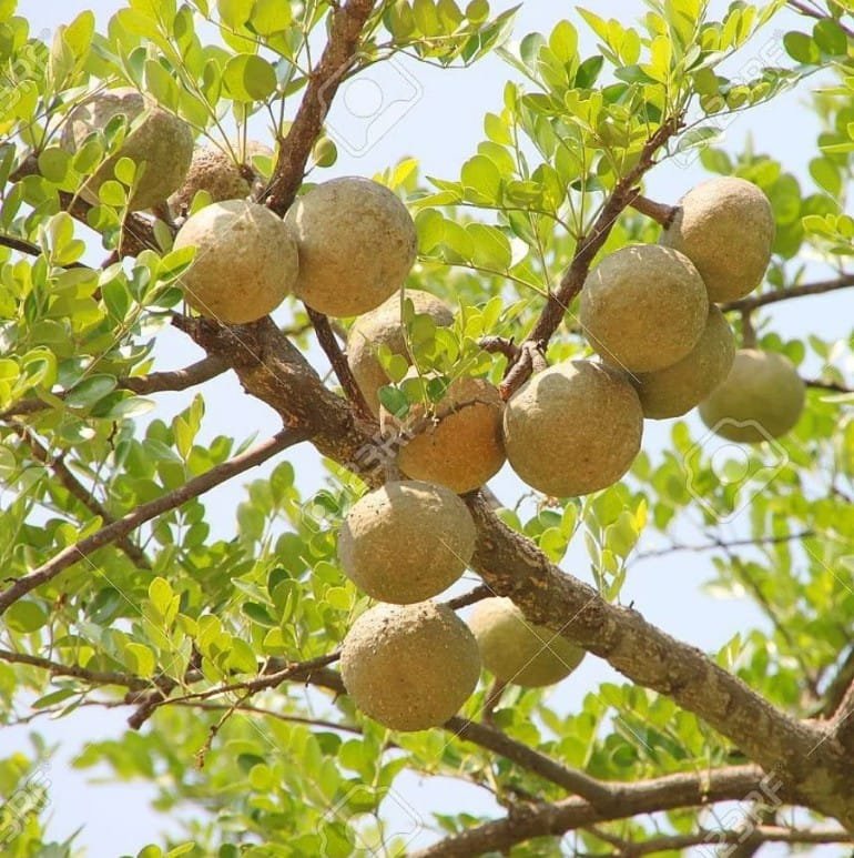 monkey fruit