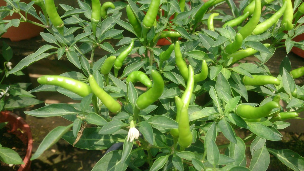 मिर्च की फसलों में थ्रिप्स का प्रकोप