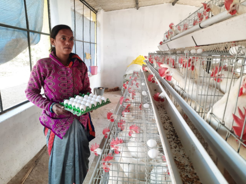 मुर्गीपालन