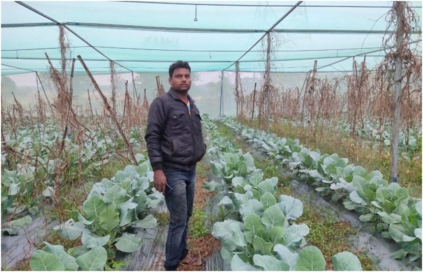 सरकारी मदद से सब्जियों का उत्पादन...सालभर में ढाई लाख की आमदनी