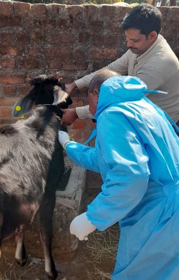 पशुओं को ब्रूसेलोसिस से बचाने अवश्य लगाएं टीका