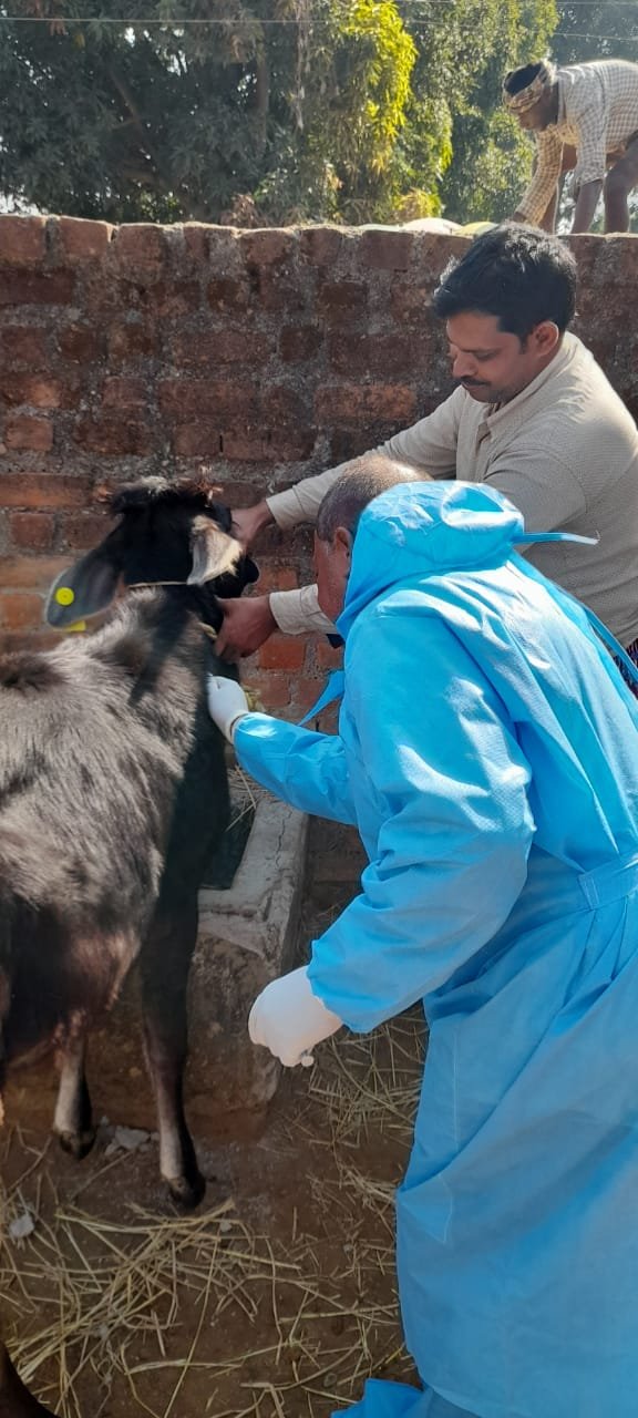 पशुओं को ब्रूसेलोसिस से बचाने अवश्य लगाएं टीका