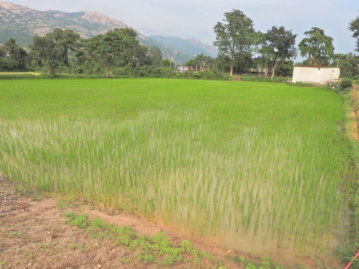 सिंचाई सुविधा मिलते ही लहलहा उठी फसल... सब्जी-भाजी के साथ मछलीपालन से हो रही अतिरिक्त कमाई