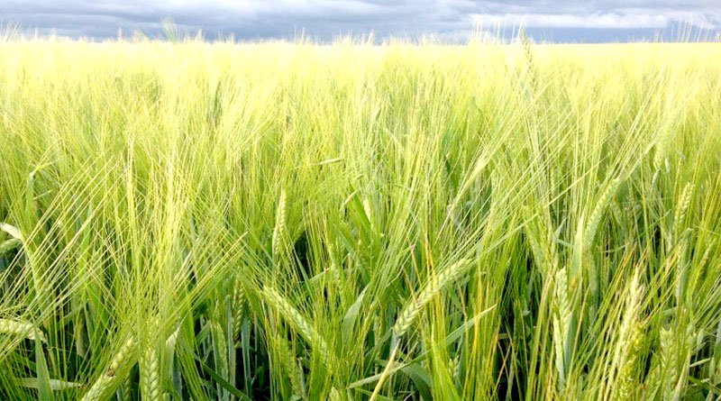 अब रबी फसलों की तैयारी