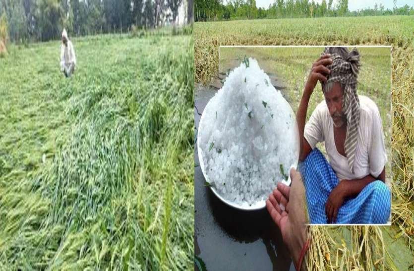 बदली-बारिश से रबी फसलों में कीट प्रकोप