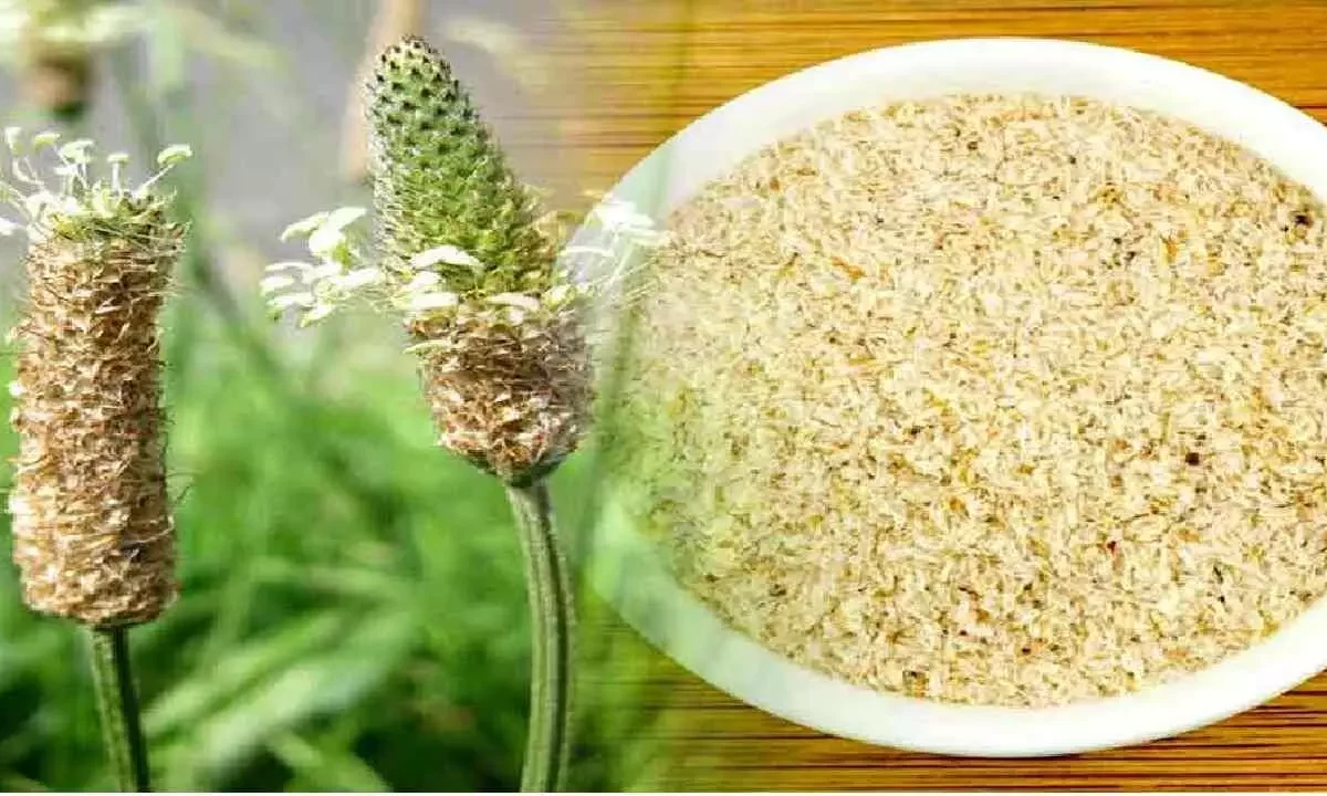 ईसबगोल की खेती