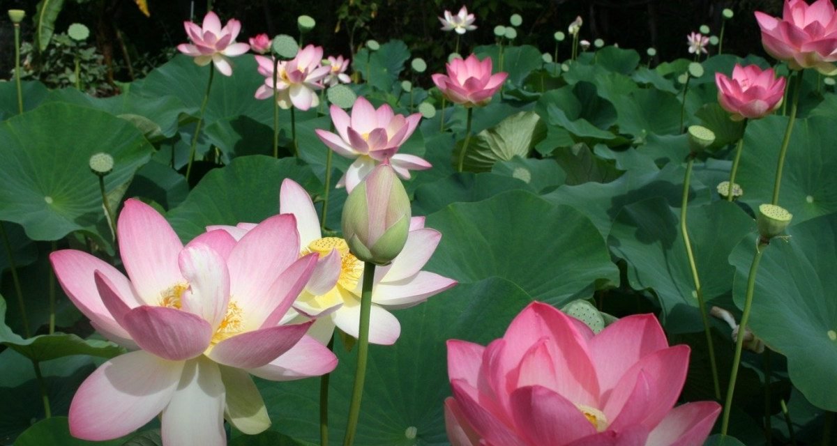 कमल के फूल की खेती