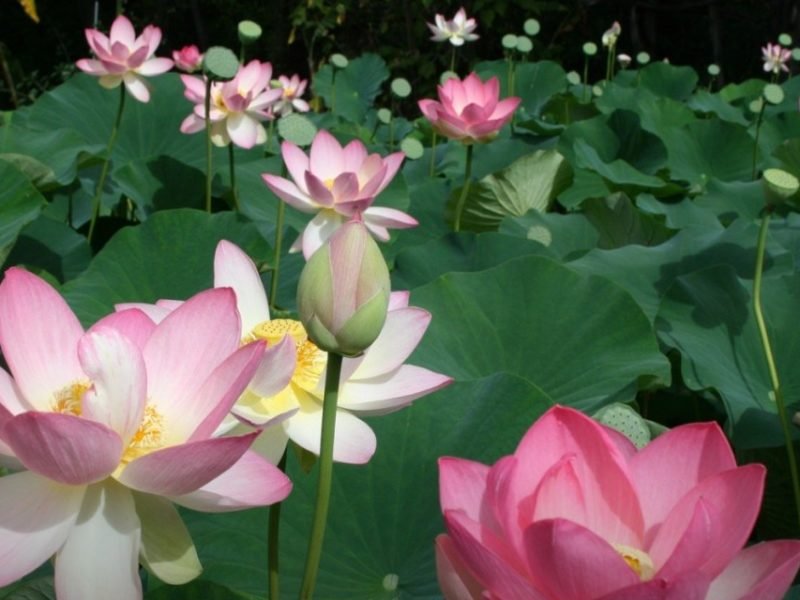 कमल के फूल की खेती