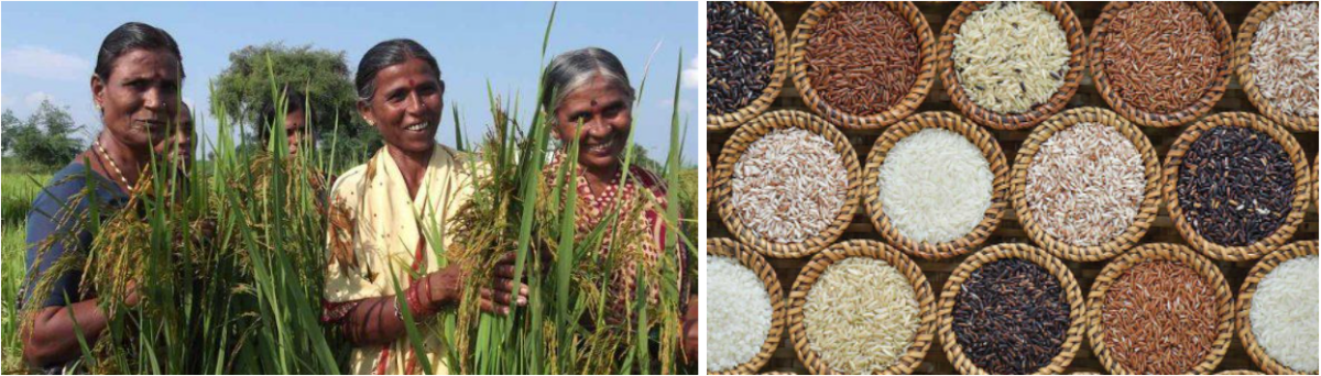 पूर्वी भारत की पारंपरिक बाढ़ सहिष्णु धान की किस्में