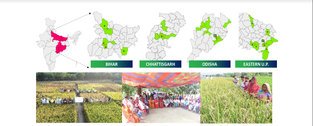 ईरी ने राष्ट्रीय अनुसंधान और विस्तार प्रणाली के सहयोग से पूर्वी भारत के अनुकूलित चावल की नई उन्नत किस्मों की पहचान की