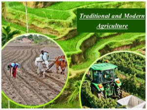 Traditional Farming VS Modern Farming