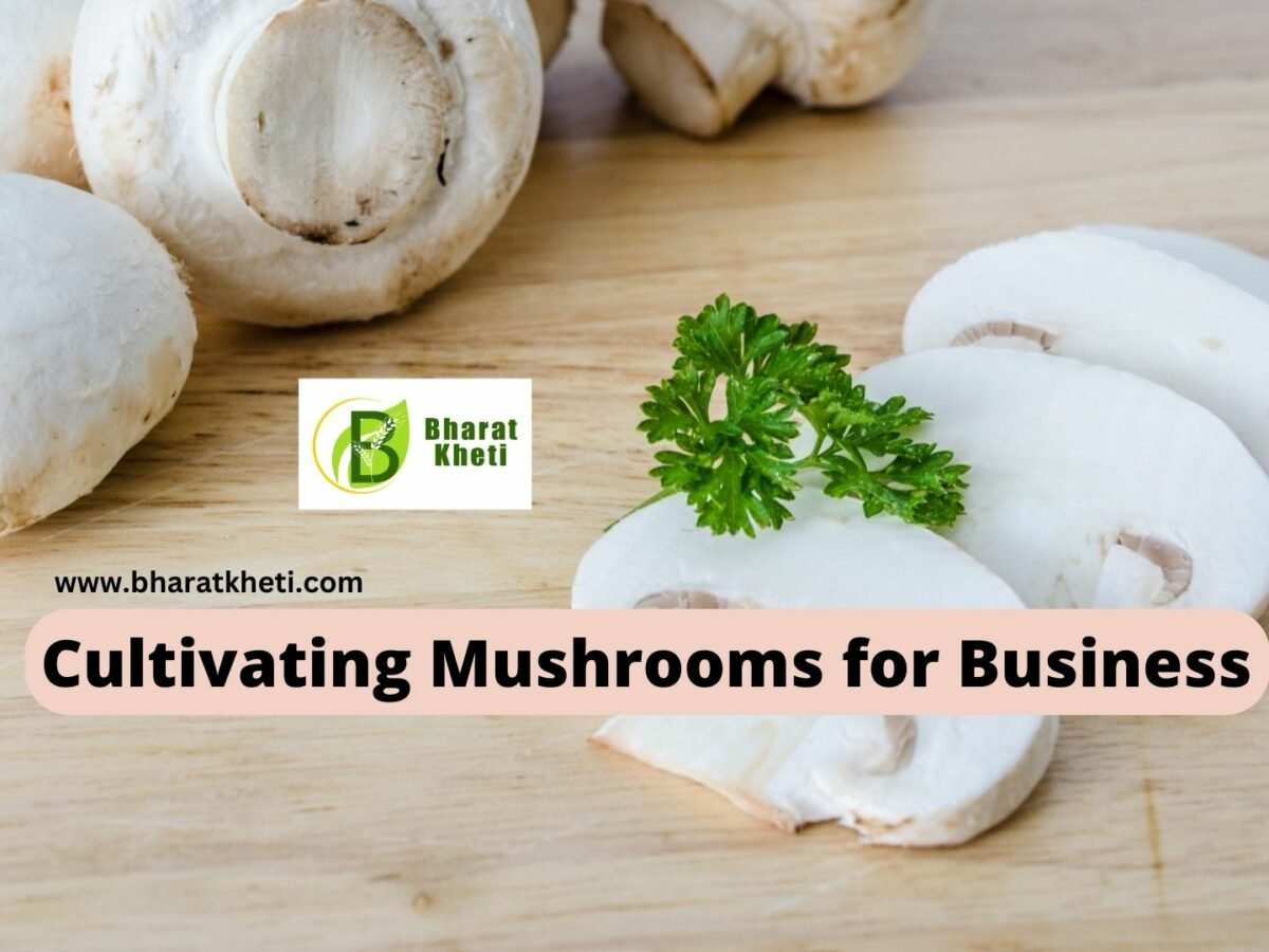 Cultivating Mushrooms for Business