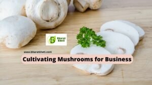 Cultivating Mushrooms for Business